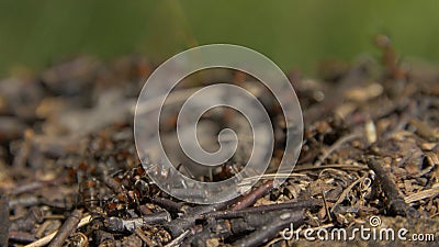 Close-up wild ants swarming around their anthills. Anthill in the forest among the dry leaves.Insects working emmet Stock Photo