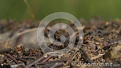 Close-up wild ants swarming around their anthills. Anthill in the forest among the dry leaves.Insects working emmet Stock Photo