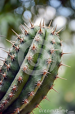 Close up of a wild cactus arm with sharp spines produce from areoles. Stock Photo