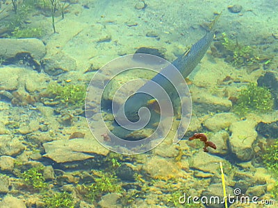 Close up of a wild cutthroat trout feeding in trout lake at yellowstone Stock Photo