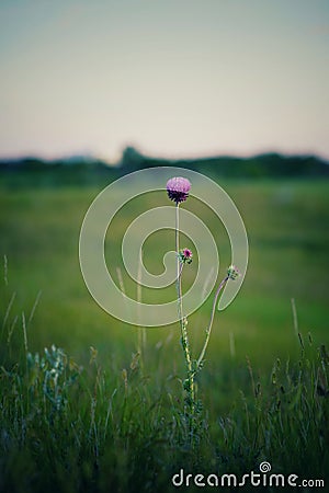 Close up wild flowers on the grass Stock Photo
