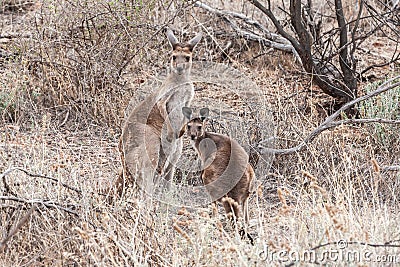Close up of a wild Kangaroo and a Joey in a dry and barren landscape Stock Photo