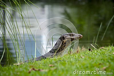 Close up wild monitor lizard in green natural field Stock Photo