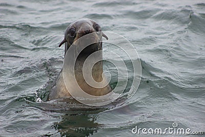 Wild Northern fur seal Callorhinus ursinus on Tuleniy island n Stock Photo