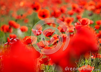 Close up of a wild poppies field-shallow DOF Stock Photo