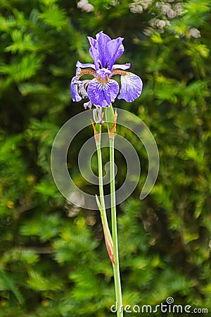 Close up of a Wild Purple Iris on a tall, slender, stem Stock Photo