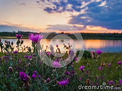 Close up of wild, purple shrub flowers blooming in the meadow near lake over sunset background in a calm summer evening Stock Photo