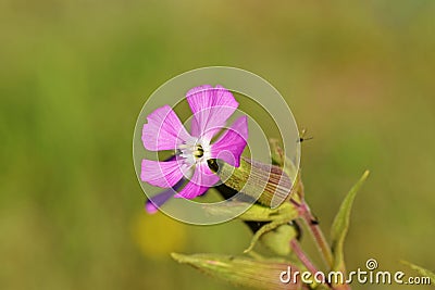 Silene , red campion or red catchfly flower in wild Stock Photo