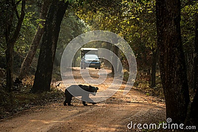 Close up,wild sloth bear, Melursus ursinus, crossing the road in Wilpattu national park, Sri Lanka, wildlife photo trip in Asia, Stock Photo