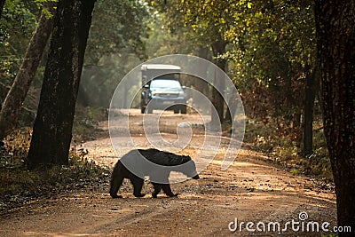 Close up,wild sloth bear, Melursus ursinus, crossing the road in Wilpattu national park, Sri Lanka, wildlife photo trip in Asia, Stock Photo