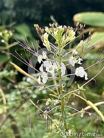 Wild Spider Flower in nature garden Stock Photo