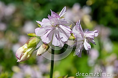 Wild sweet William (saponaria officinalis) flowers Stock Photo