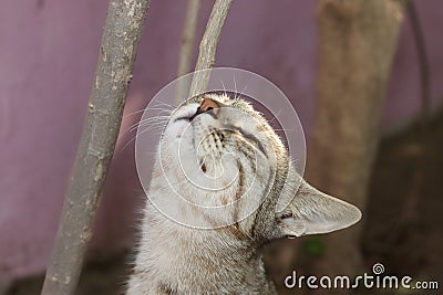 A wild tabby cat smelling in the air the scent or smell of prey or food Stock Photo