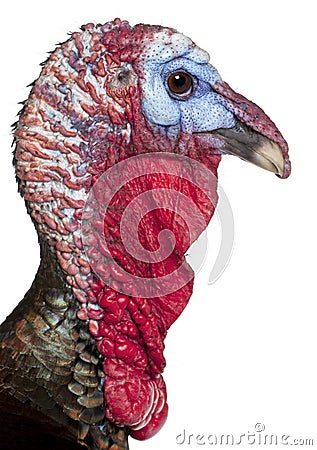 Close-up of Wild Turkey, Meleagris gallopavo Stock Photo