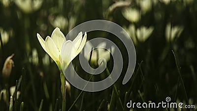 The beautiful and pure crocus with weeds Stock Photo