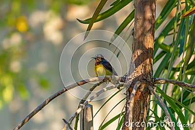 Close up of wild yellow canary passerine bird on branch, natural tree background in Singapore Stock Photo