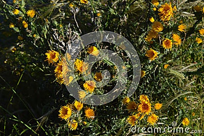 Close-up of Wild Yellow Thistles Flowering, Nature, Macro, Sicily Stock Photo