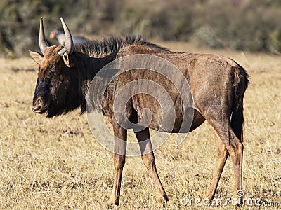 Close up of a Wildebeast standing on the dry plains of the Western Cape, South Africa. Stock Photo