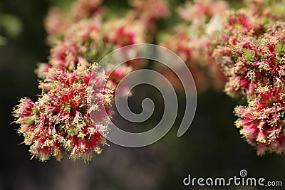 Close-up of wildflowers blooming in Pinnacles Desert Western Australia Stock Photo