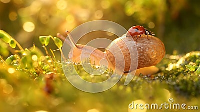 Close-up wildlife of a snail and ladybug in the sunset sunlight Stock Photo