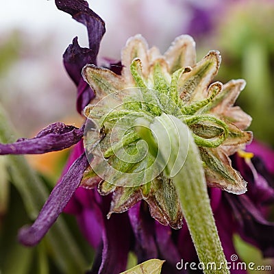 Close-up of a wilting flower stem and sepals. Stock Photo