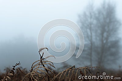 Close up of winter bracken outside on a moody winters day. Still life selective focus, artistic blur and space for message Stock Photo