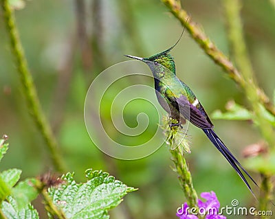 Close-up of the Wire-crested Thorntail Stock Photo