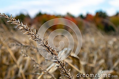 Close-up of a Wisconsin corn tassel in a cornfield in autumn Stock Photo