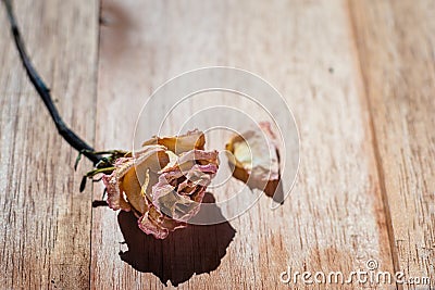 Withered pink rose flower Stock Photo