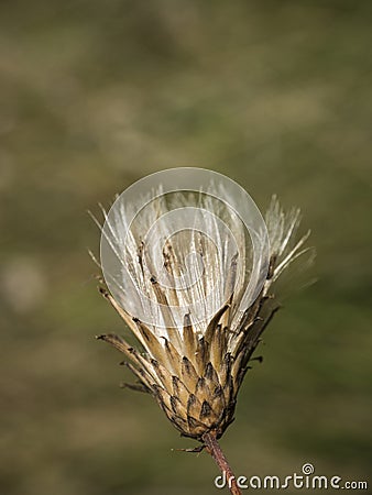 Close up withered thistle head on defocused green background Stock Photo