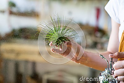 Close up of woman florist spraying air plant tillandsia at garden home/green house, taking care of houseplants Stock Photo