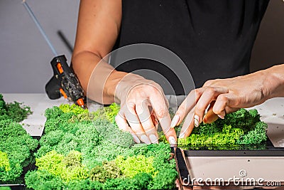 Close-up of woman hands gluing stabilized moss. Process of working with decorative reindeer moss. Stock Photo