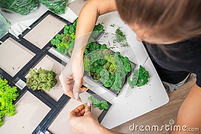 Close-up of woman hands gluing stabilized moss. Process of working with decorative reindeer moss. Stock Photo