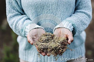 Close up of woman hands holding green natural musk in the nature outdoors leisure activity. Concept of alternative medicine and Stock Photo