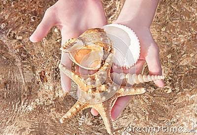 Close up of woman hands holding seashell. Stock Photo