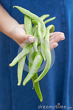 Close Up Of Woman Holding Bunch Of Green Beans Stock Photo