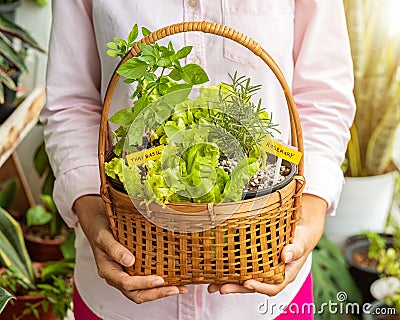 Close up of a woman in a pink shirt holding a basket of various vegetables. Stock Photo