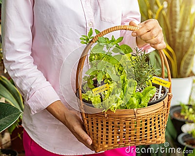 Close up of a woman in a pink shirt holding a basket of various vegetables. Stock Photo