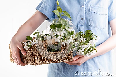 Close-up of woman`s hand holding a branch of spring blooming apple tree.Florist concept Stock Photo