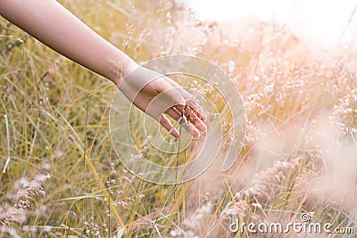 Close up woman`s hand touching a Natal grass Melinis repens with sunlight. Stock Photo