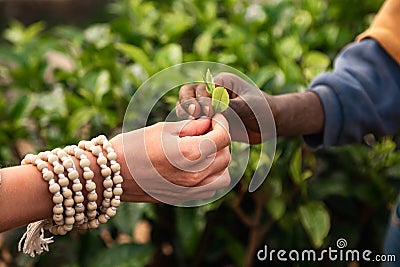 Close up woman and takes tea leaf from Sri Lankan boy in asia on plantation landscape in Sri Lanka Stock Photo