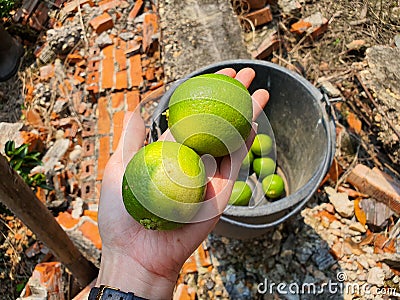 Close up women hand hold lemons. Stock Photo