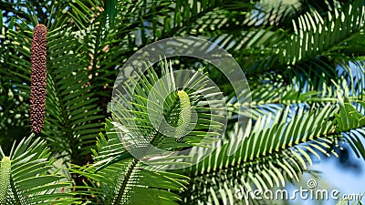 Close-up of wonderful leaves of Wollemi Pine - Ancient Wollemia nobilis tree in Aivazovsky park or Paradise park in Pertenit, Crim Stock Photo