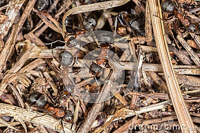 Close up of Wood Ants (Formica rufa) working on their nest Stock Photo