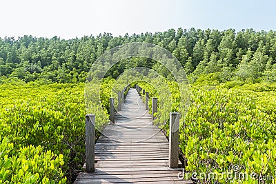 Close up of a wooden bridge of Ceriops Tagal with golden ceramics Tagus background in a mangrove forest Stock Photo