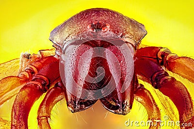 Close-up of a Woodlouse Hunter male spider Stock Photo