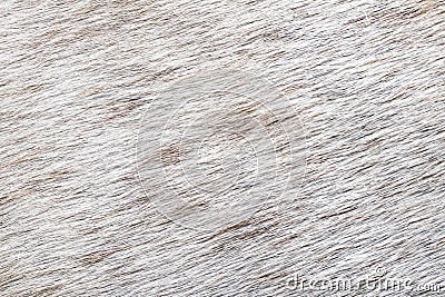 Close-up wool of white spotted horse background. Short thick cover on the body of the animal Stock Photo