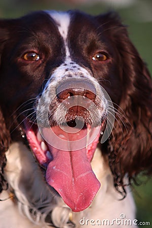 Close up of a working type english springer spaniel pet gundog Stock Photo