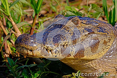 Close up of Yacare Caiman, Caiman Crocodilus Yacare Jacare, in the grassland, Pantanal, Porto Jofre, Mato Grosso, Brazil Stock Photo