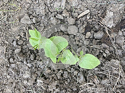 Yard long bean plaint on the ground Stock Photo